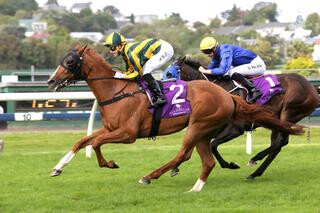 Top Prospect (NZ) heads Karaka Trifecta in Trevor Eagle Memorial. Photo: Trish Dunell. 